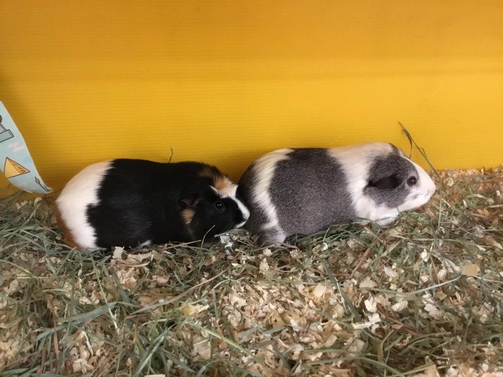 Ainhoa ( Bonded to Kailani), a Adoptable Guinea Pig in San Diego, CA image 1/2
