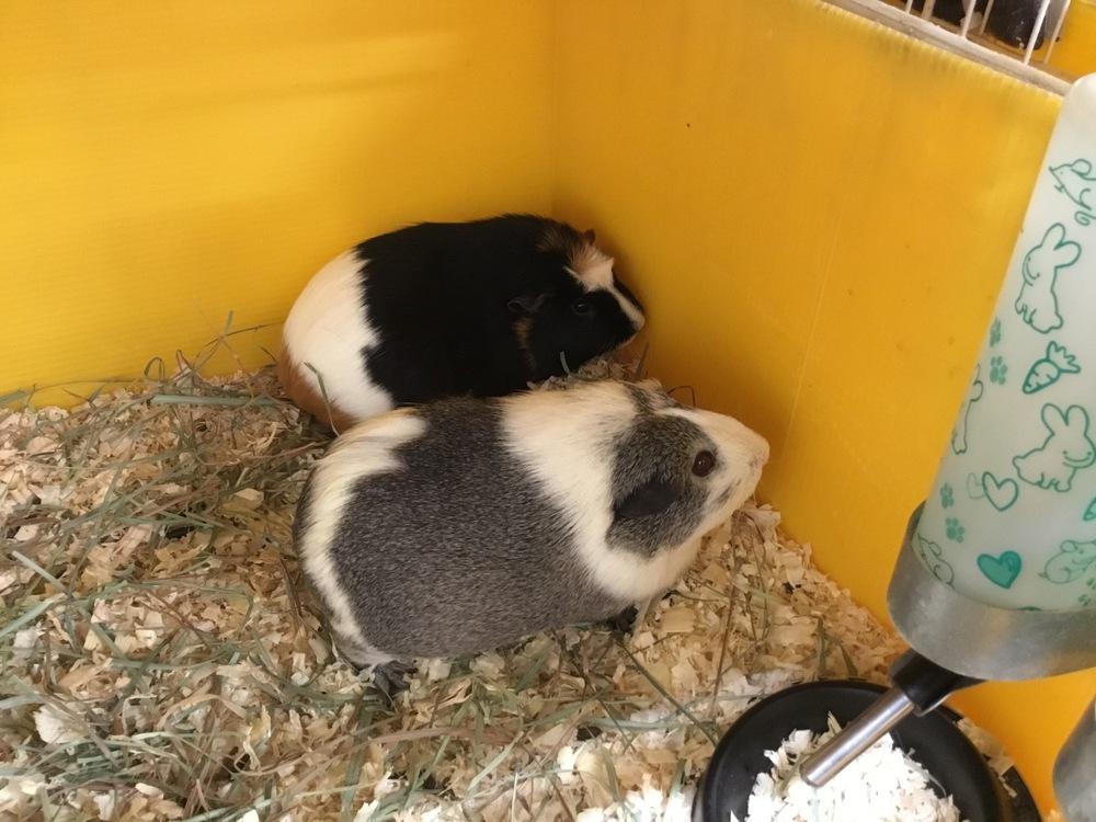 Ainhoa ( Bonded to Kailani), a Adoptable Guinea Pig in San Diego, CA image 2/2