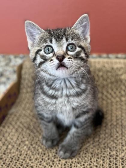 Chicory, ADOPTABLE, Kitten Male Domestic Short Hair.