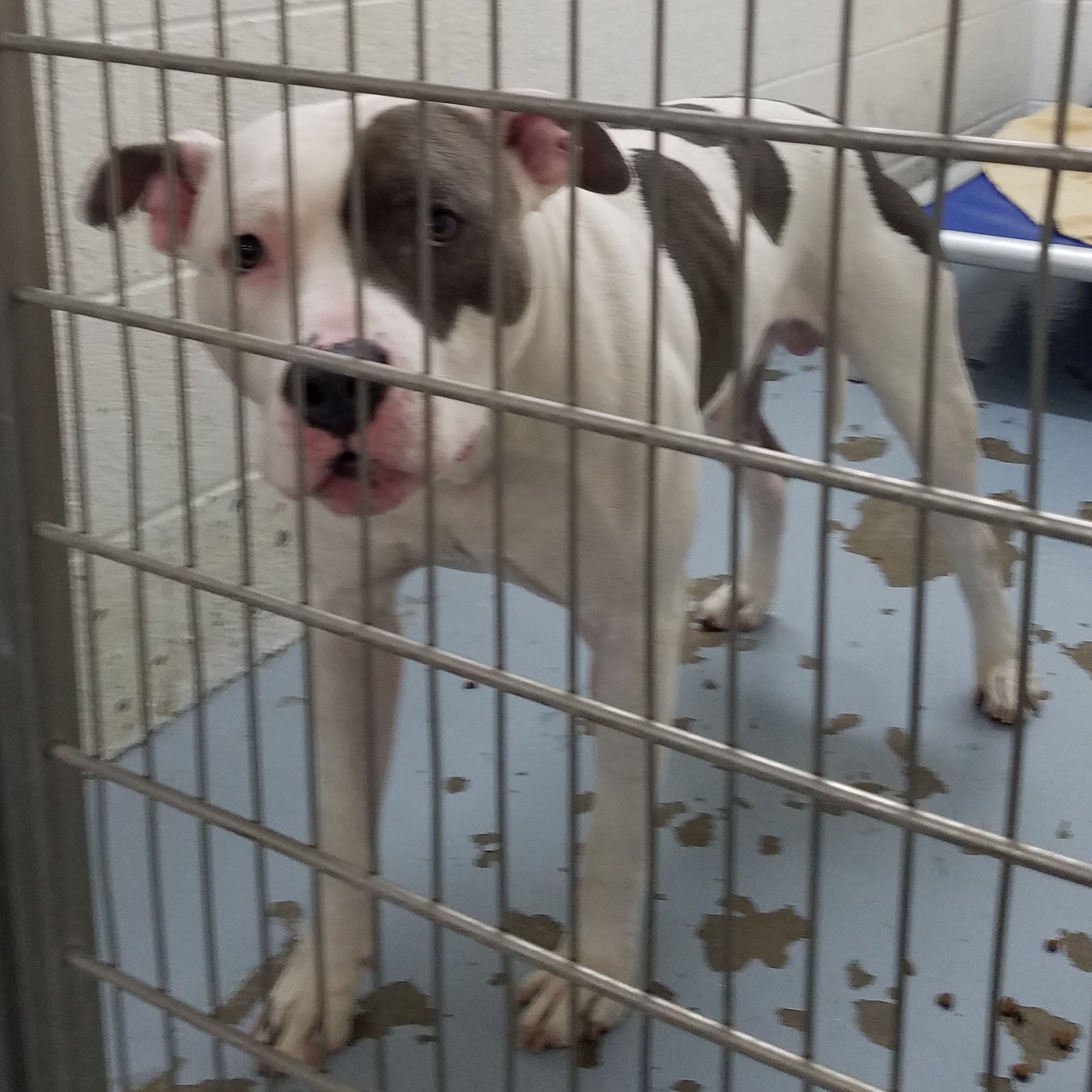 Dog for adoption 176611 Petey, a Pit Bull Terrier in Ravenna, OH