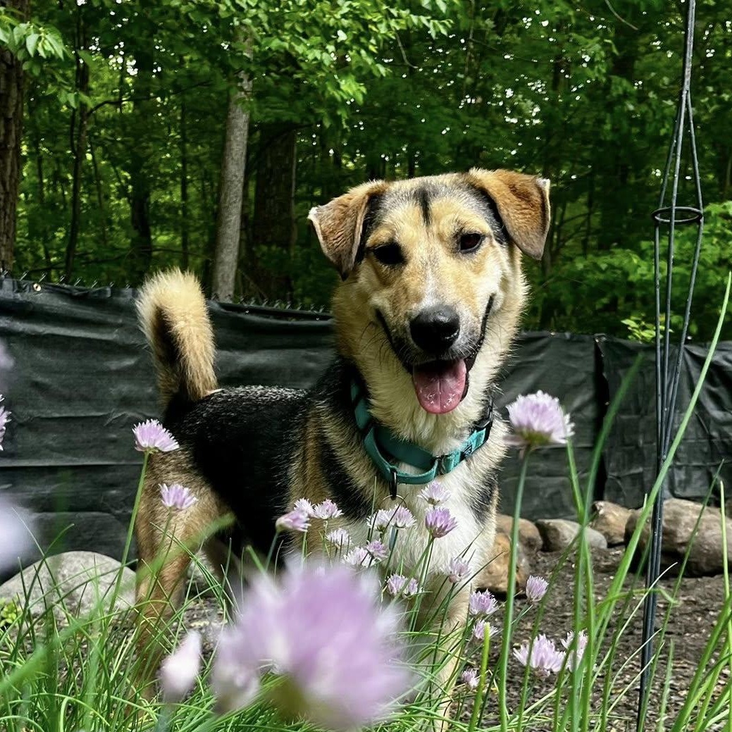 Timber "HERE IN NH", adopted, Adult Male Mixed Breed.