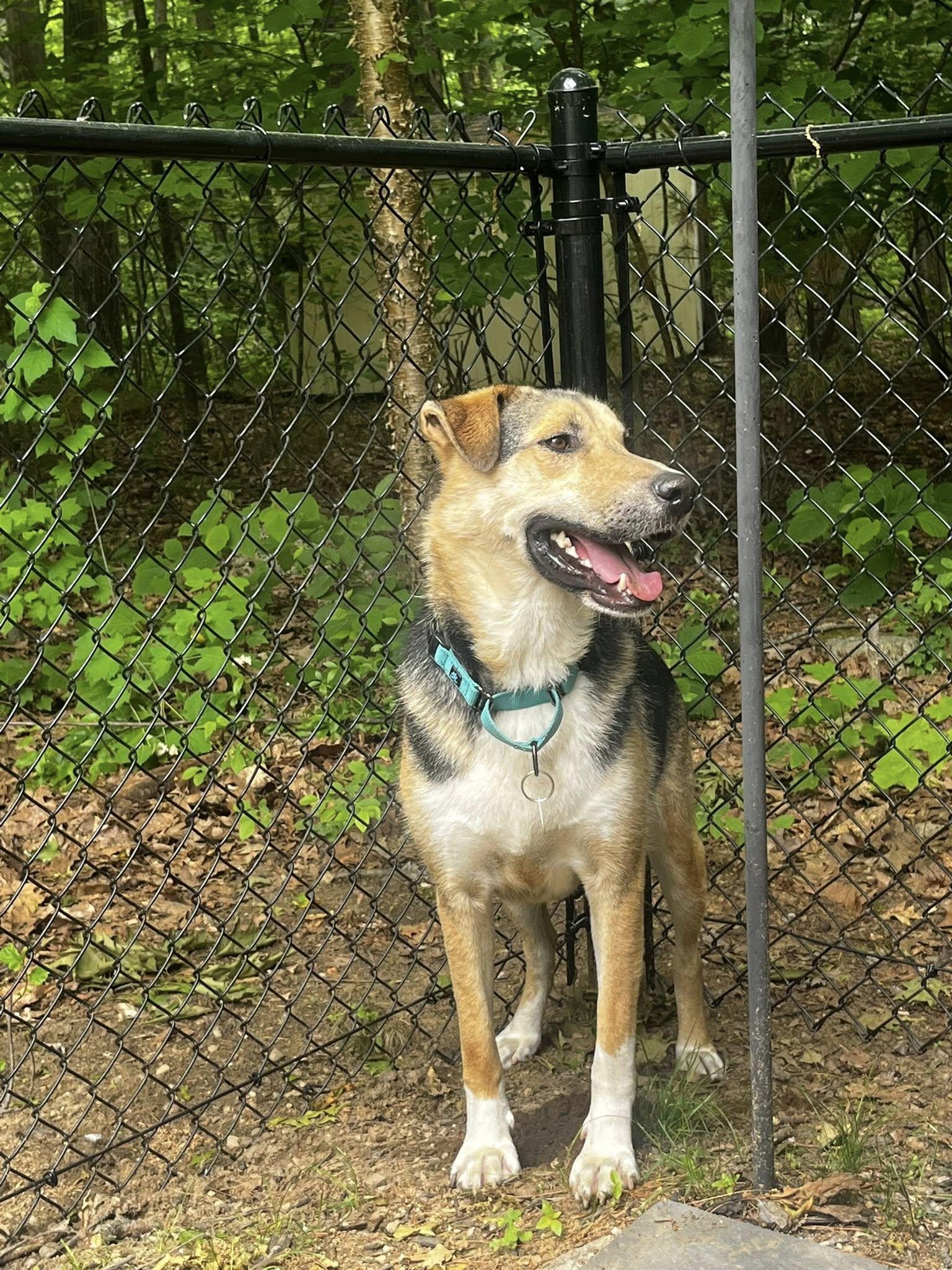Enlarge Timber "HERE IN NH", an adopted Mixed Breed in Northwood, NH image 6/6