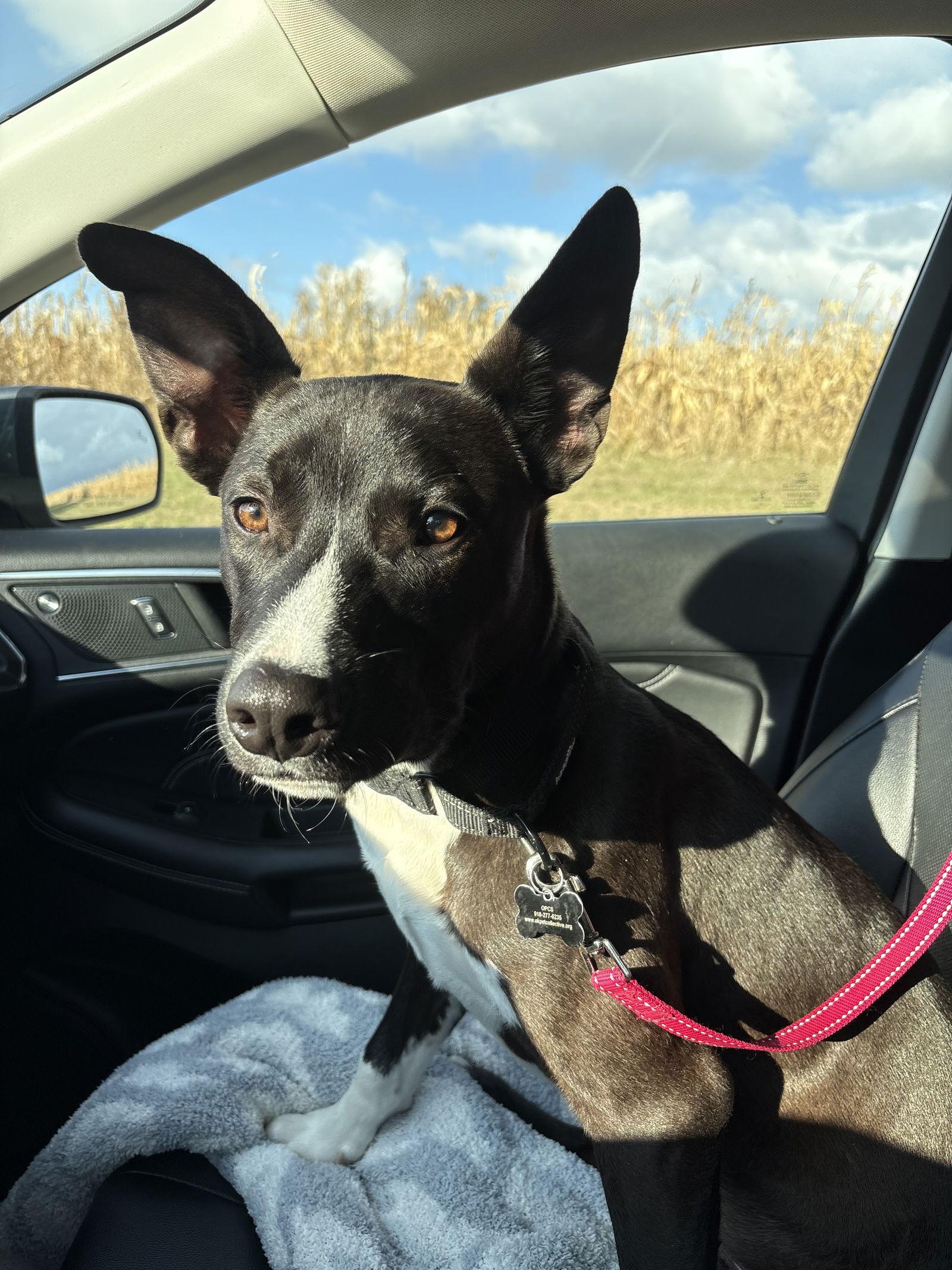 Enlarge TJ, a Adoptable Pit Bull Terrier in Coralville, IA image 1/3