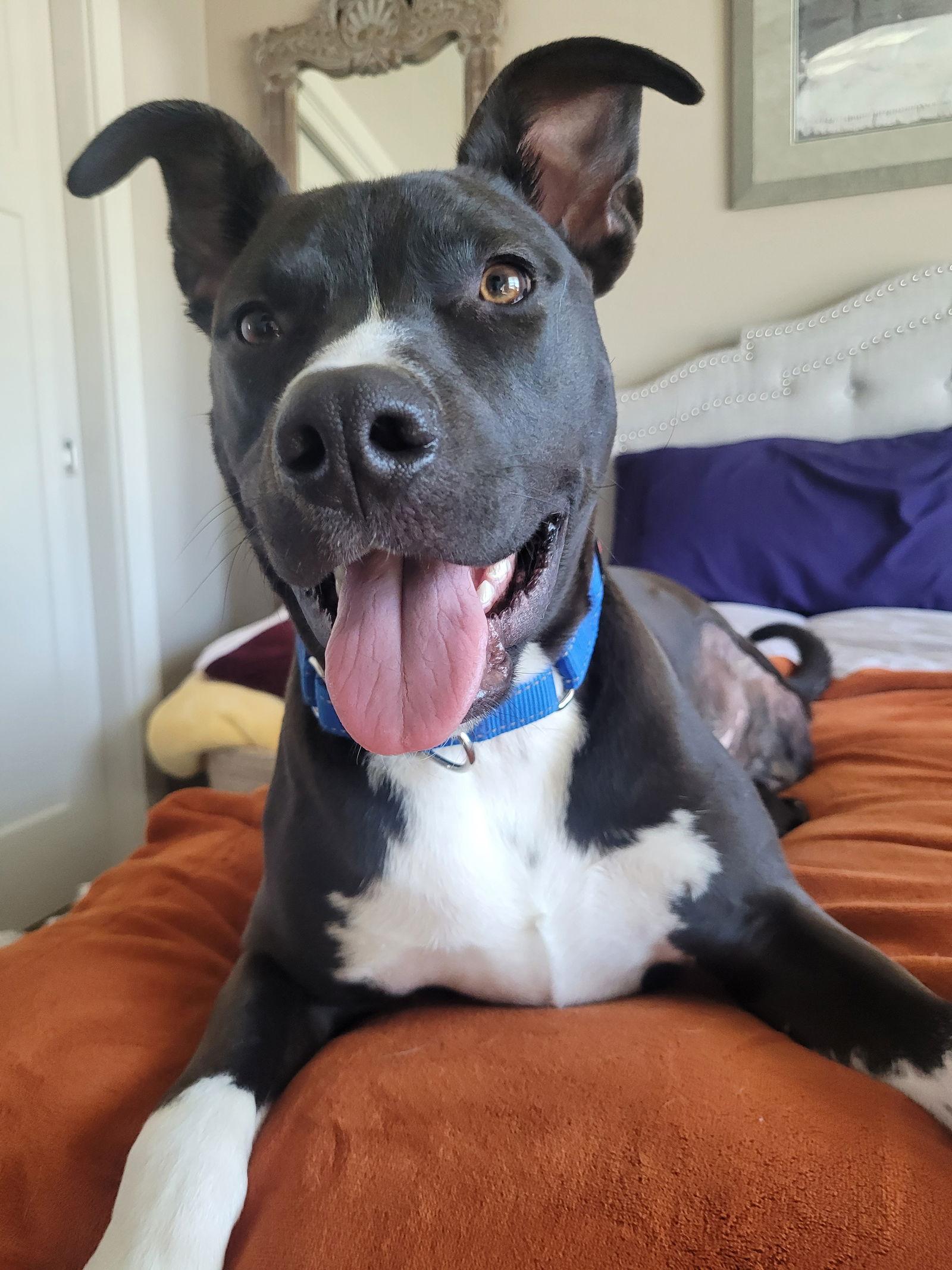 Enlarge TJ, a Adoptable Pit Bull Terrier in Coralville, IA image 2/3