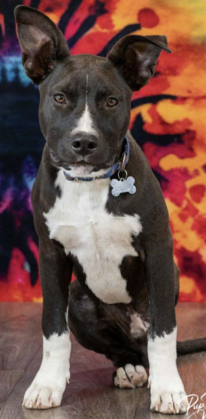 Enlarge TJ, a Adoptable Pit Bull Terrier in Coralville, IA image 3/3