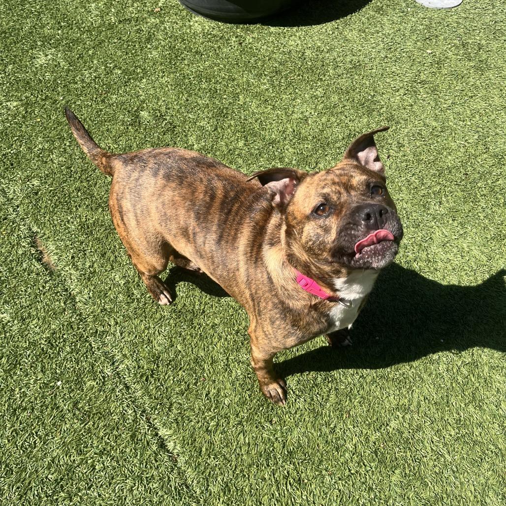 Dior, Adoptable, Adult Female Pit Bull Terrier.