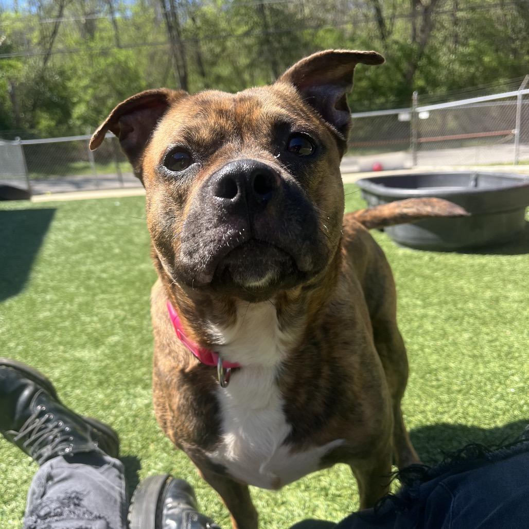 Enlarge Dior, a Adoptable Pit Bull Terrier in Belleville, IL image 2/6