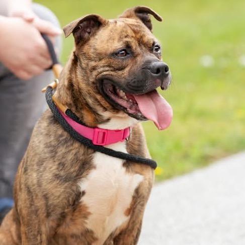 Enlarge Dior, a Adoptable Pit Bull Terrier in Belleville, IL image 2/6