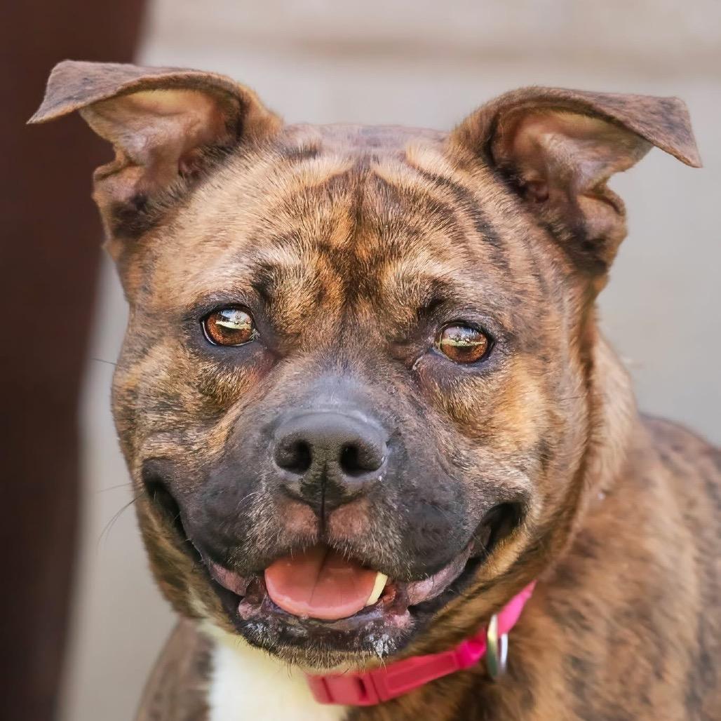 Enlarge Dior, a Adoptable Pit Bull Terrier in Belleville, IL image 3/6