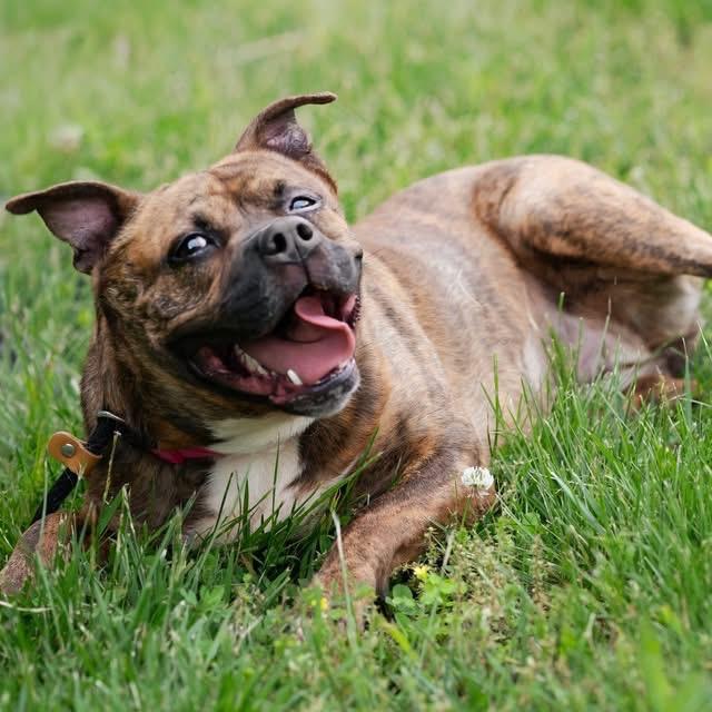 Enlarge Dior, a Adoptable Pit Bull Terrier in Belleville, IL image 4/6