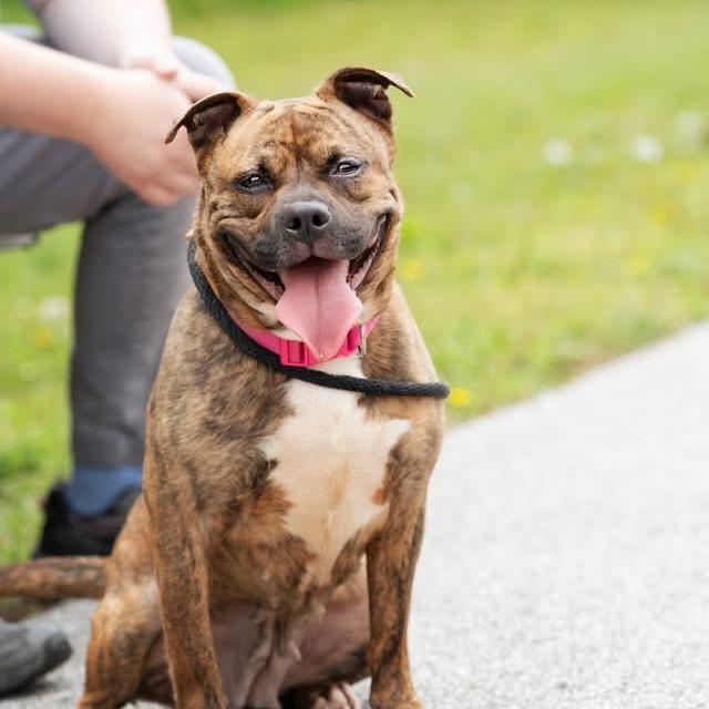 Enlarge Dior, a Adoptable Pit Bull Terrier in Belleville, IL image 5/6