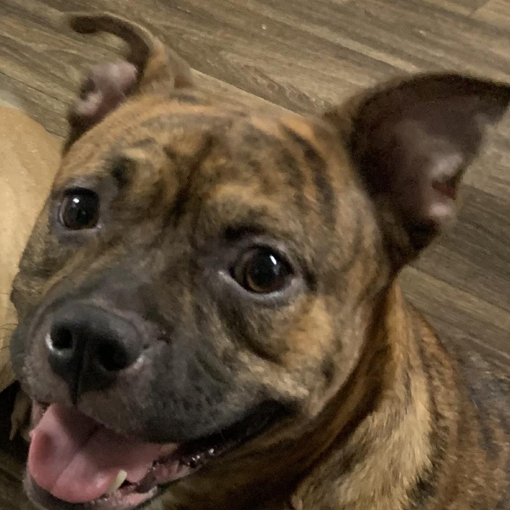 Enlarge Dior, a Adoptable Pit Bull Terrier in Belleville, IL image 4/6