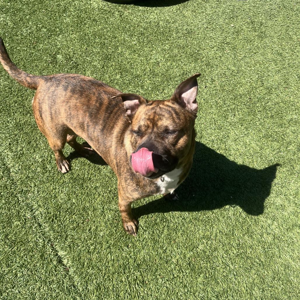 Enlarge Dior, a Adoptable Pit Bull Terrier in Belleville, IL image 5/6