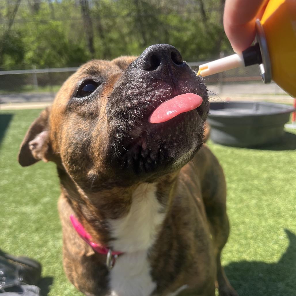 Enlarge Dior, a Adoptable Pit Bull Terrier in Belleville, IL image 6/6