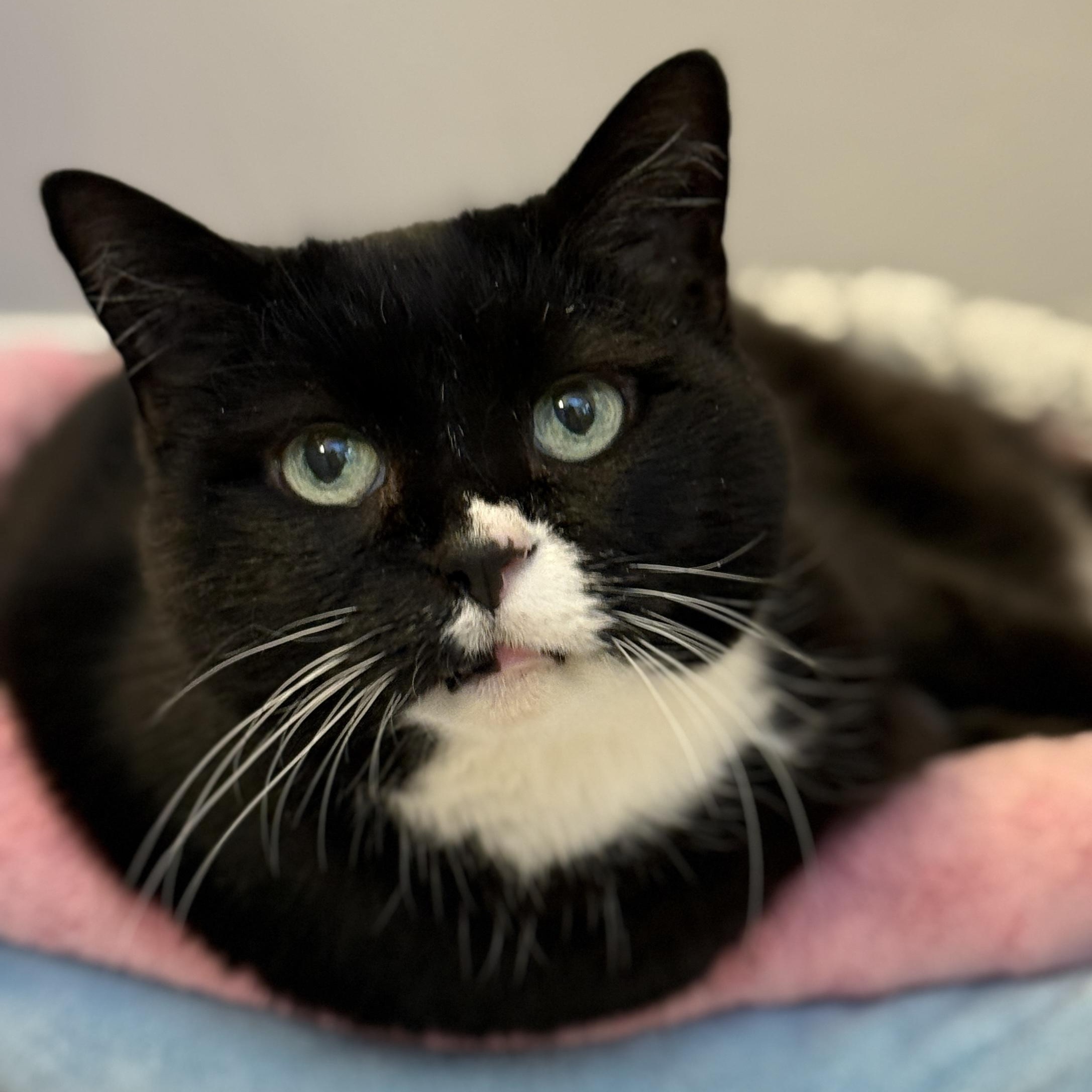 Oreo Cookie Princess, Adoptable, Senior Female Tuxedo.