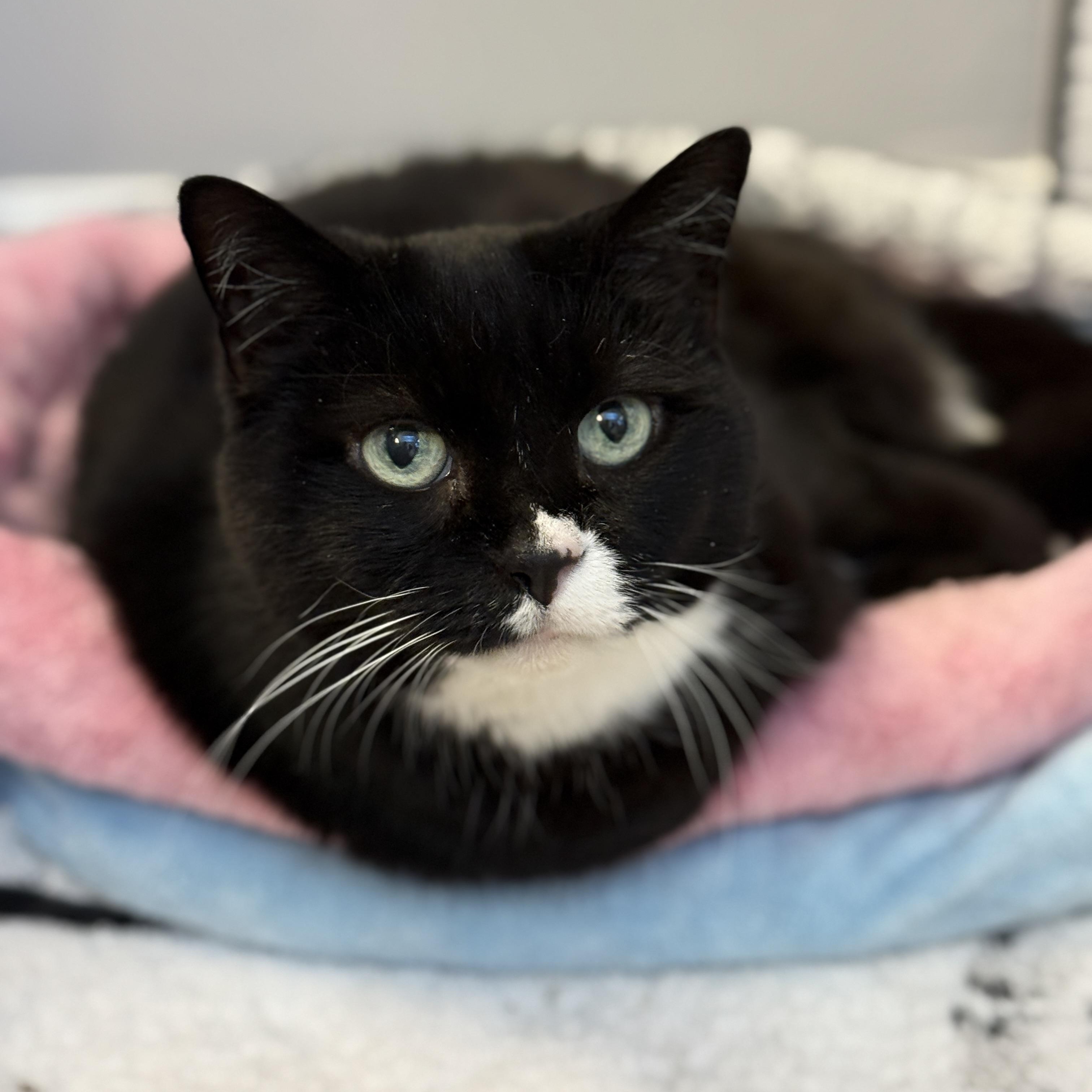 Enlarge Oreo Cookie Princess, a Adoptable Tuxedo in Alexandria, VA image 2/6