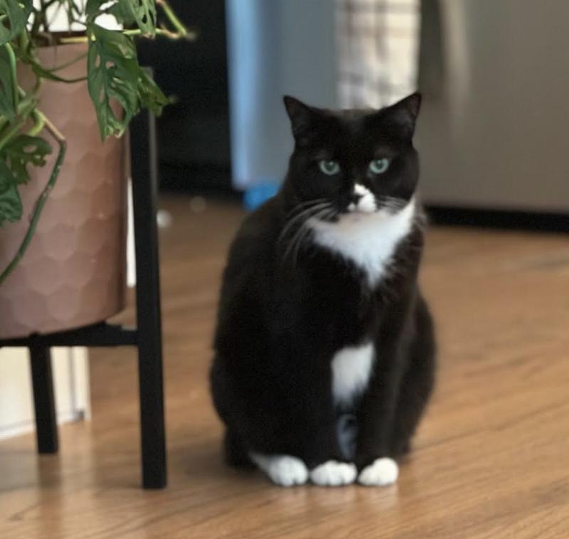 Enlarge Oreo Cookie Princess, a Adoptable Tuxedo in Alexandria, VA image 4/6