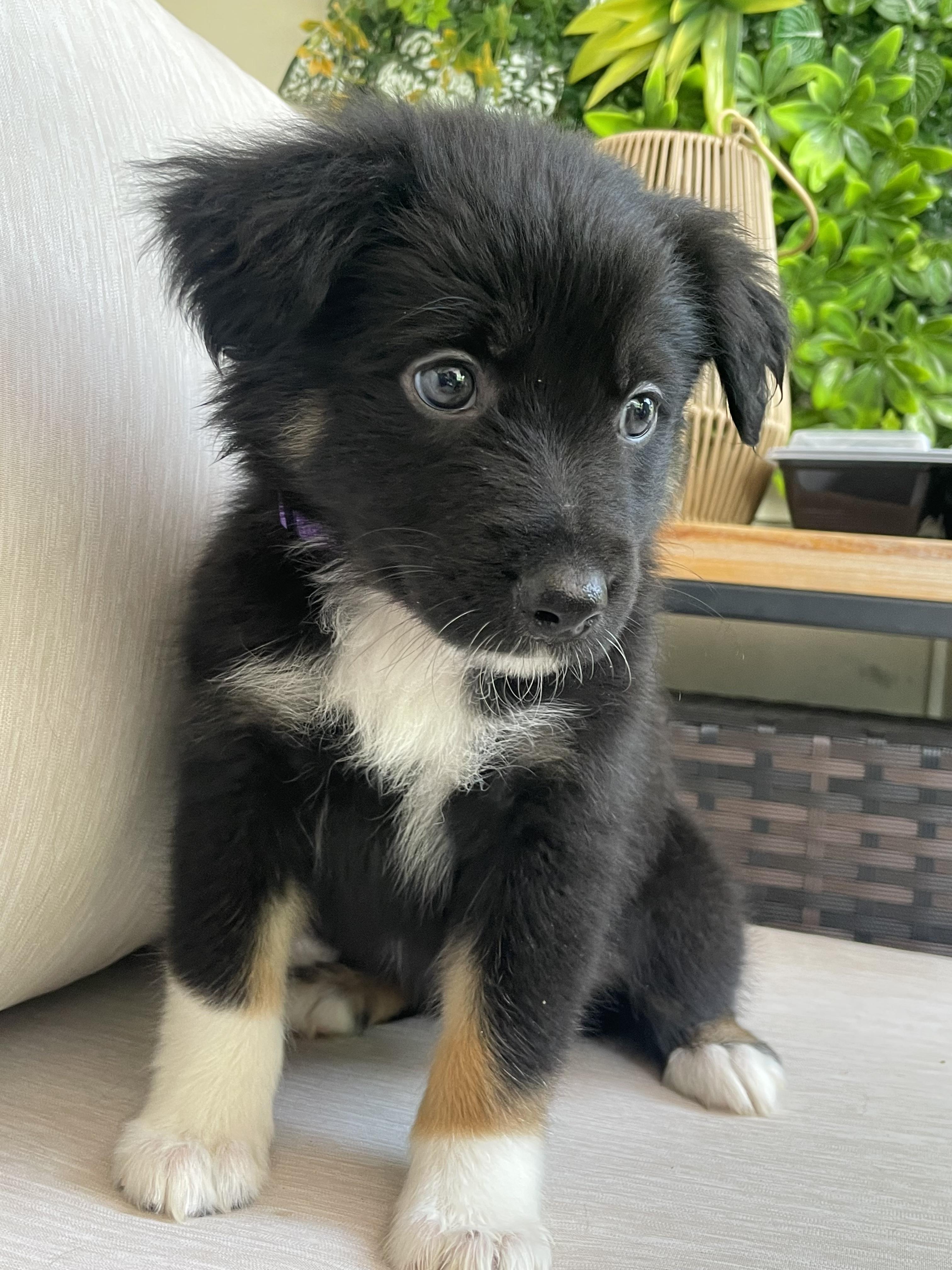 Enlarge Nova, an adopted mixed breed in Fort Collins, CO image 5/5