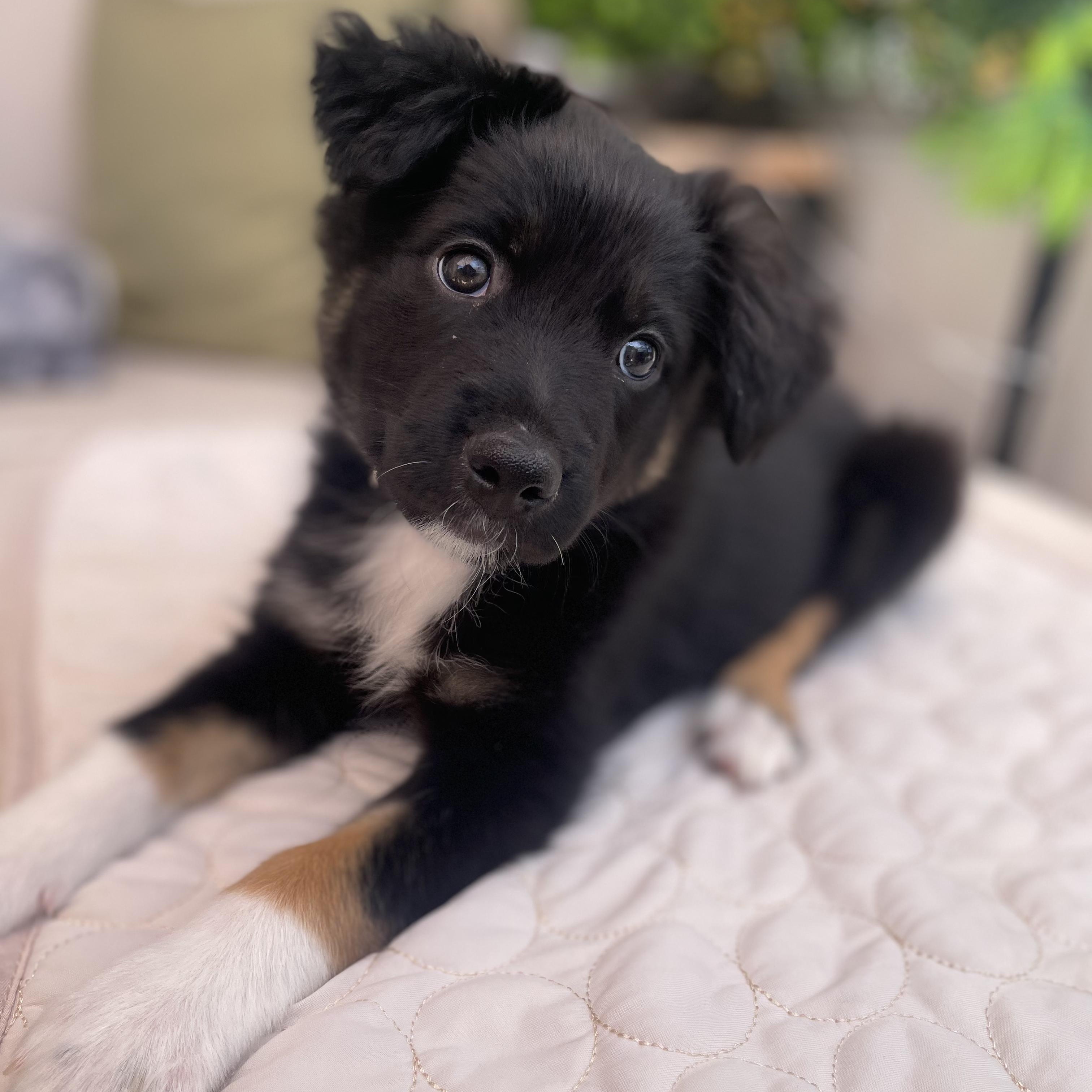 Enlarge Nova, an adopted mixed breed in Fort Collins, CO image 1/5
