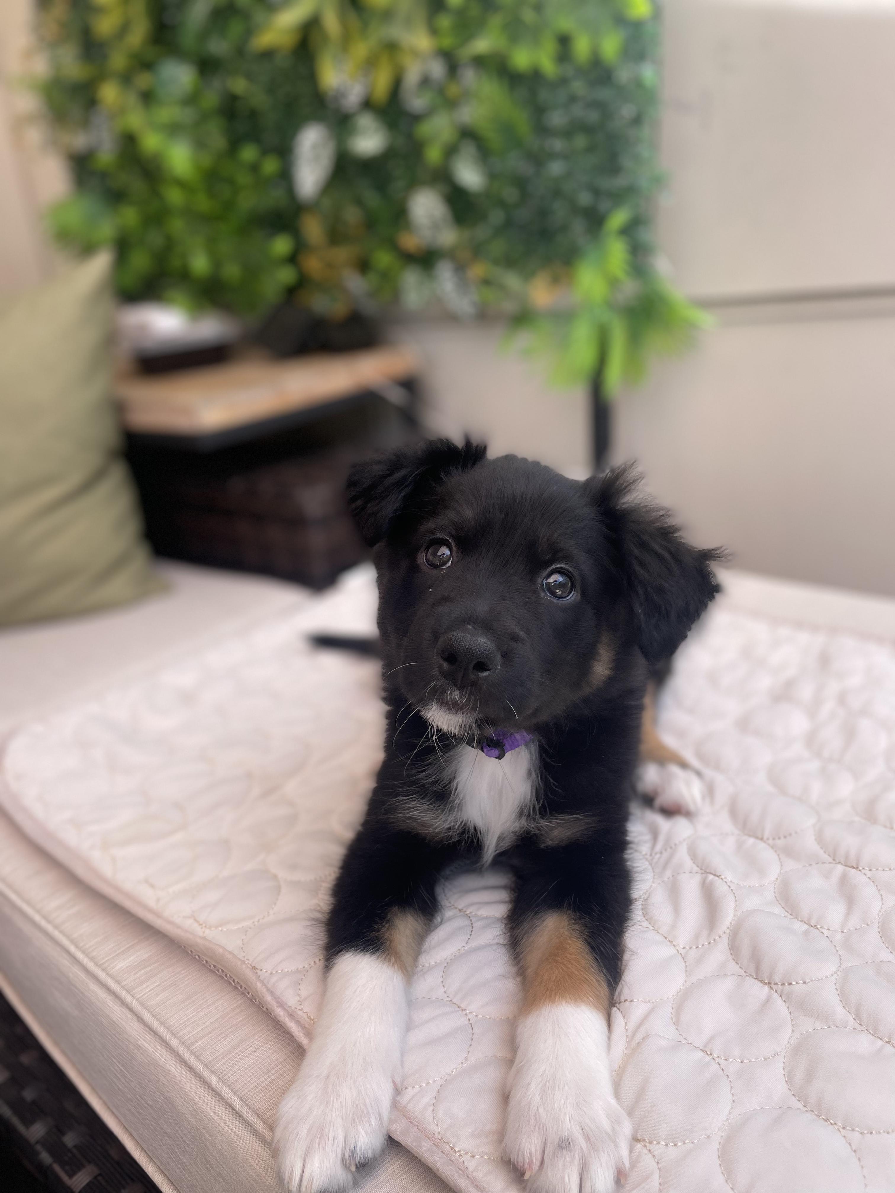 Enlarge Nova, an adopted mixed breed in Fort Collins, CO image 3/5