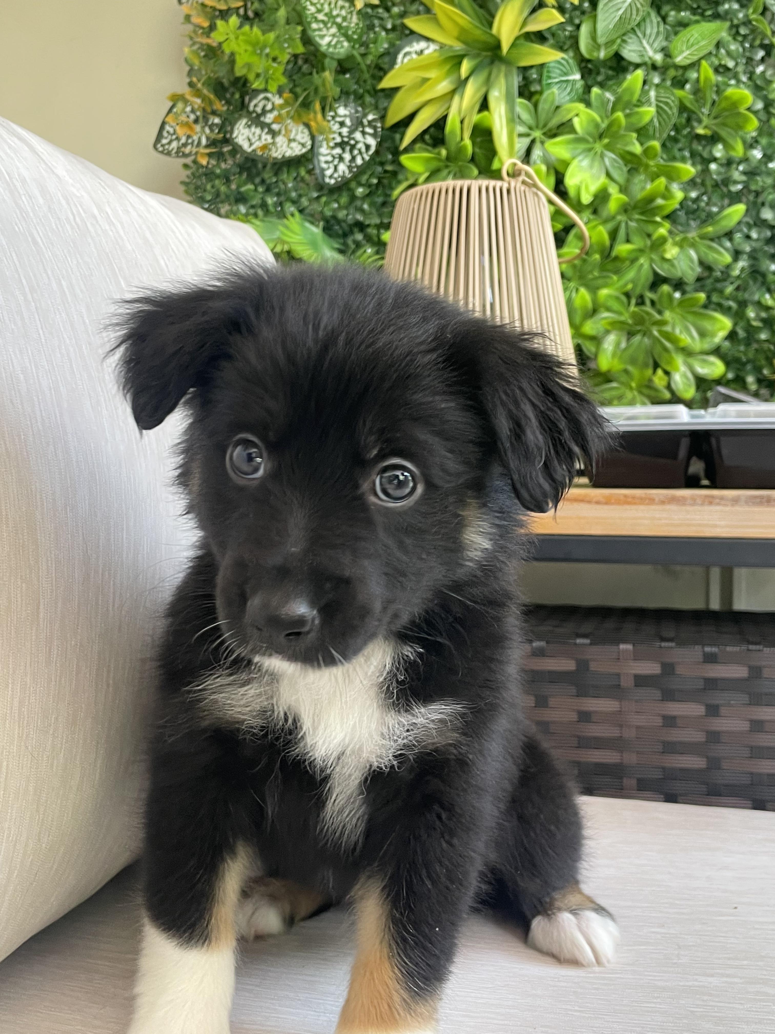 Enlarge Nova, an adopted mixed breed in Fort Collins, CO image 4/5