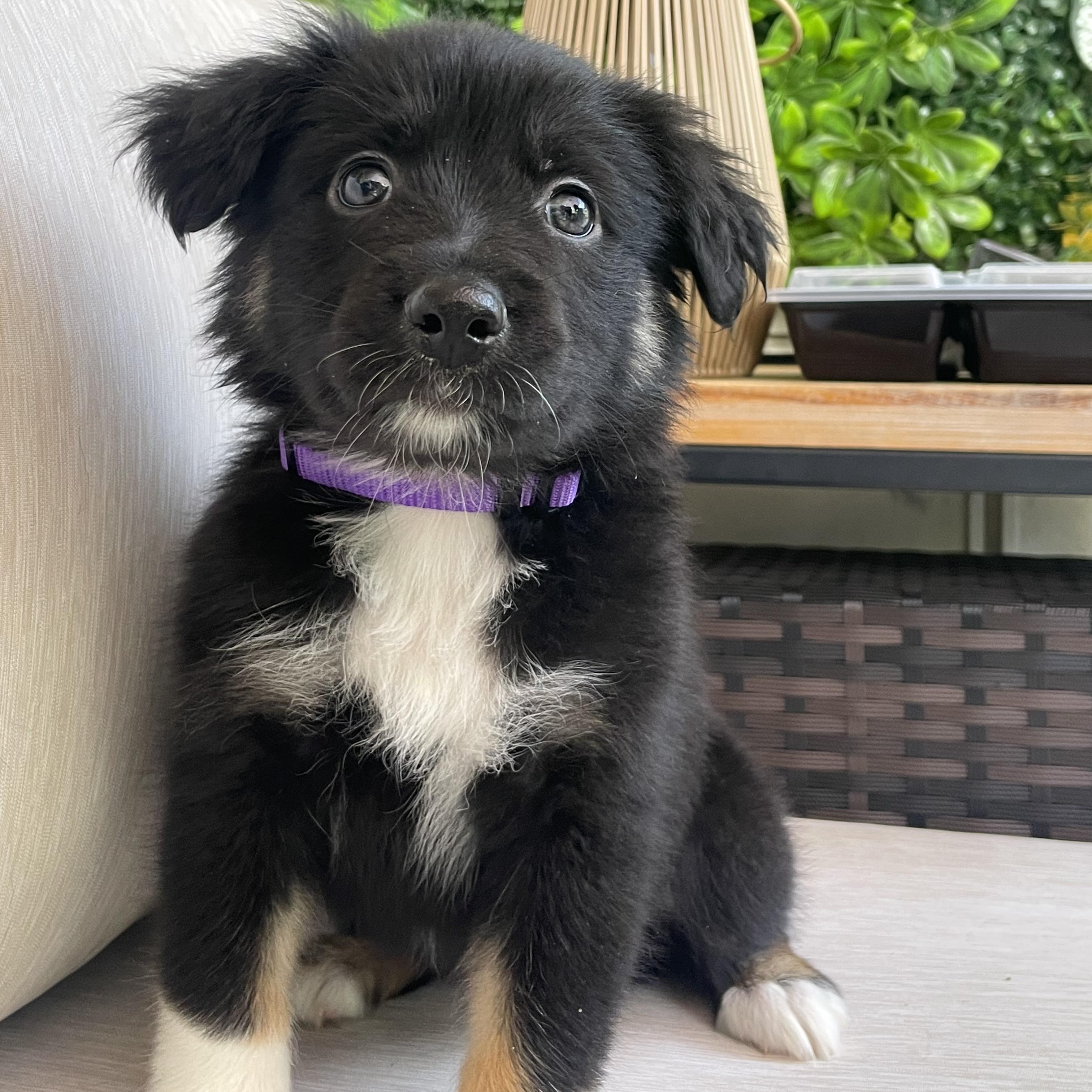 Enlarge Nova, an adopted mixed breed in Fort Collins, CO image 2/5