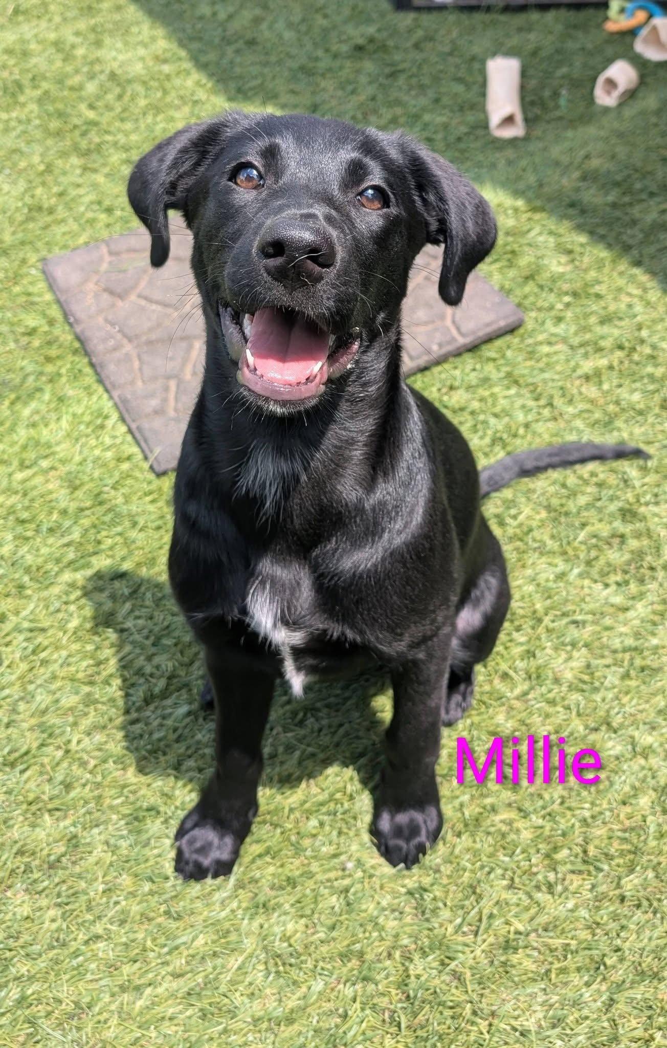 Enlarge Millie, a Adoptable mixed breed in Elizabethtown, PA image 1/3
