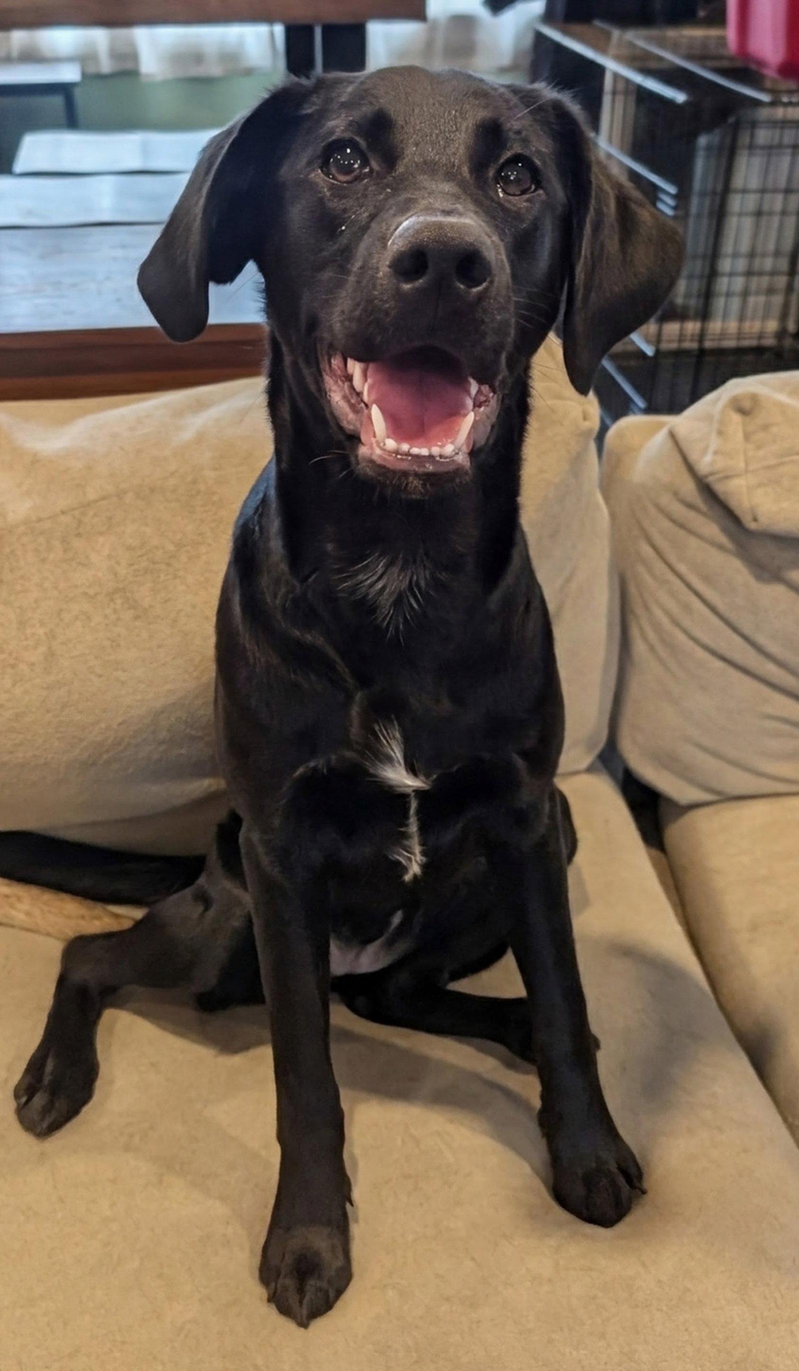 Enlarge Millie, a Adoptable mixed breed in Elizabethtown, PA image 2/3