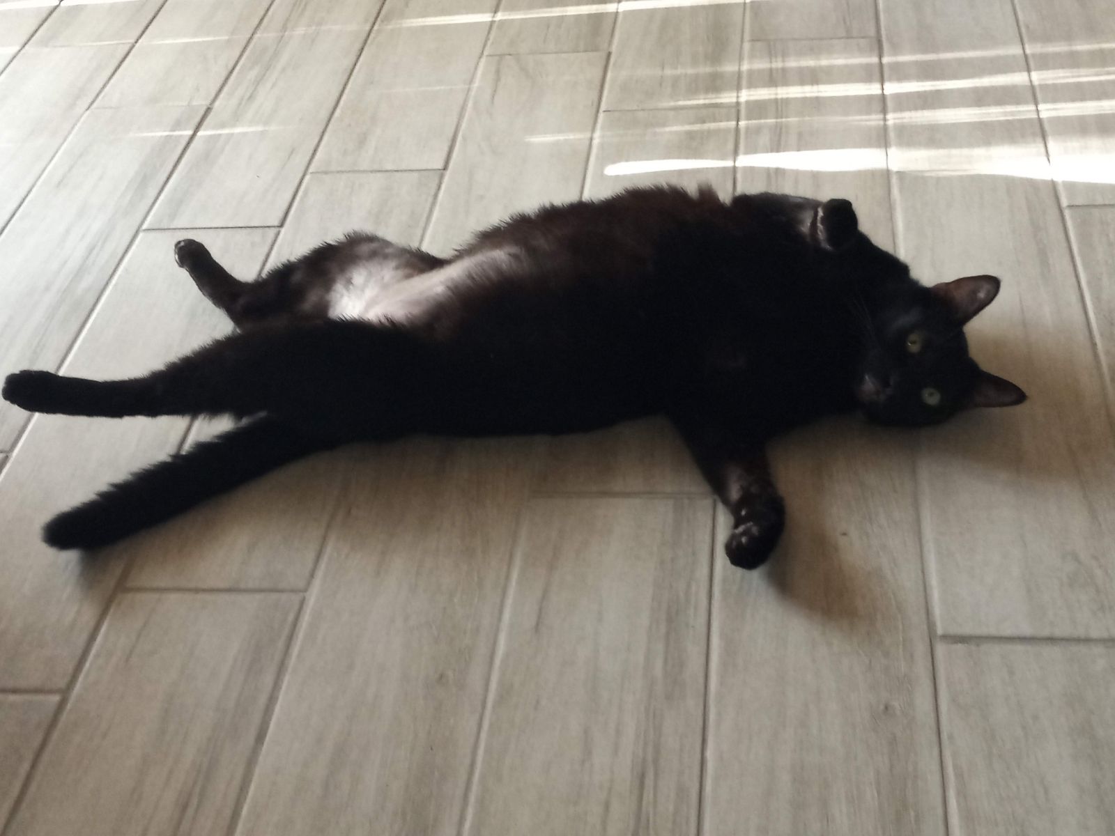 Enlarge Spunky, a Adoptable Domestic Short Hair in Orange, CA image 3/4