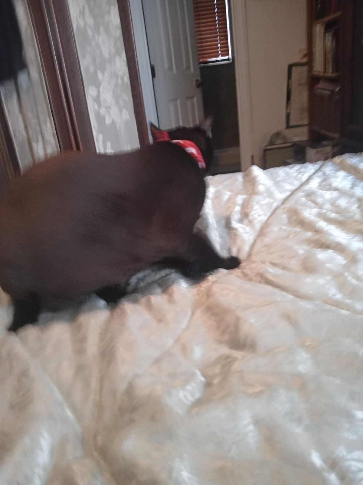 Enlarge Spunky, a Adoptable Domestic Short Hair in Orange, CA image 4/4