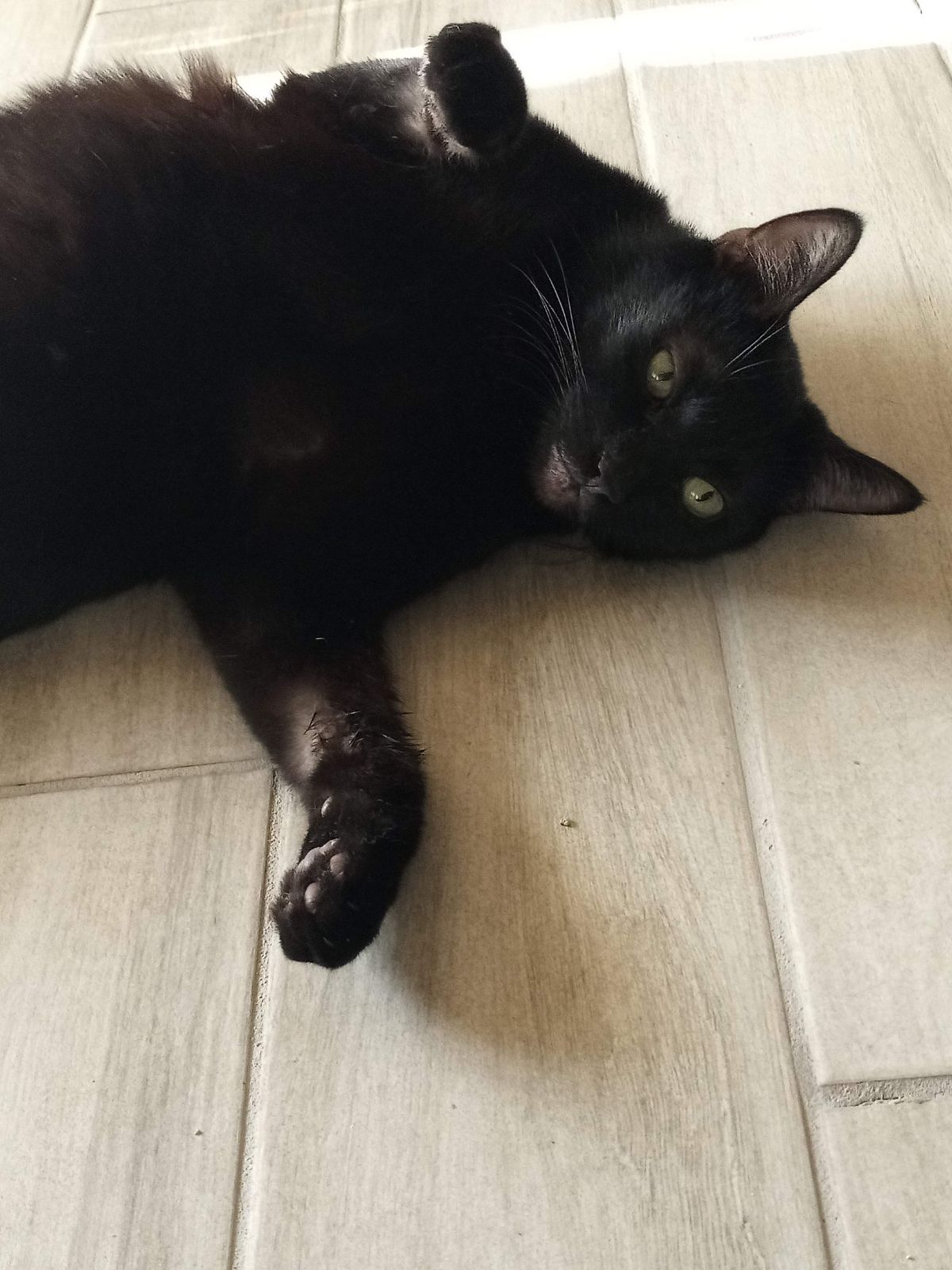 Enlarge Spunky, a Adoptable Domestic Short Hair in Orange, CA image 2/4