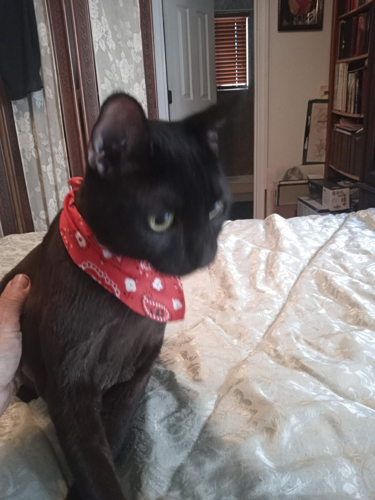 Spunky, Adoptable, Adult Male Domestic Short Hair.