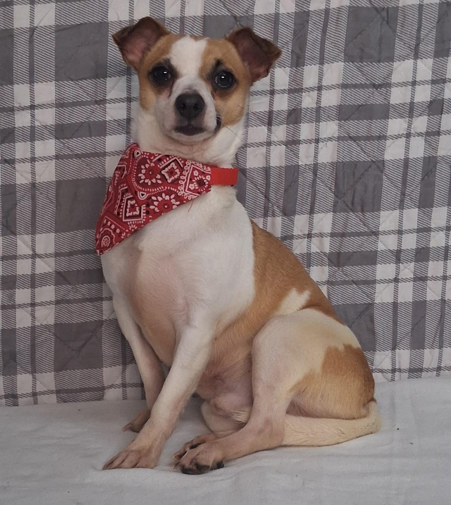 Enlarge Bobo , an adopted mixed breed in Medfield, MA image 6/6