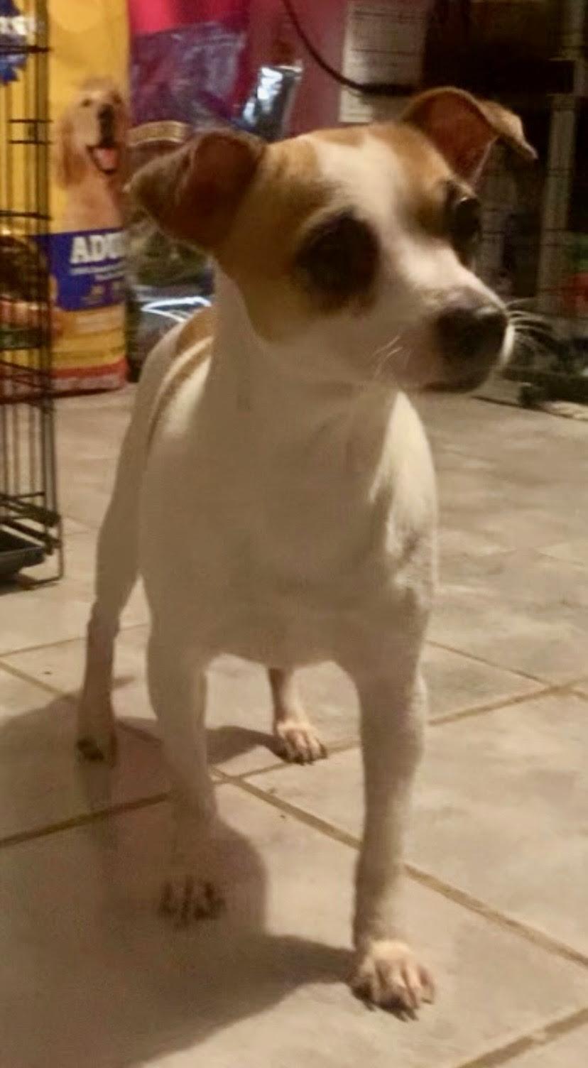 Enlarge Bobo , an adopted mixed breed in Medfield, MA image 2/6