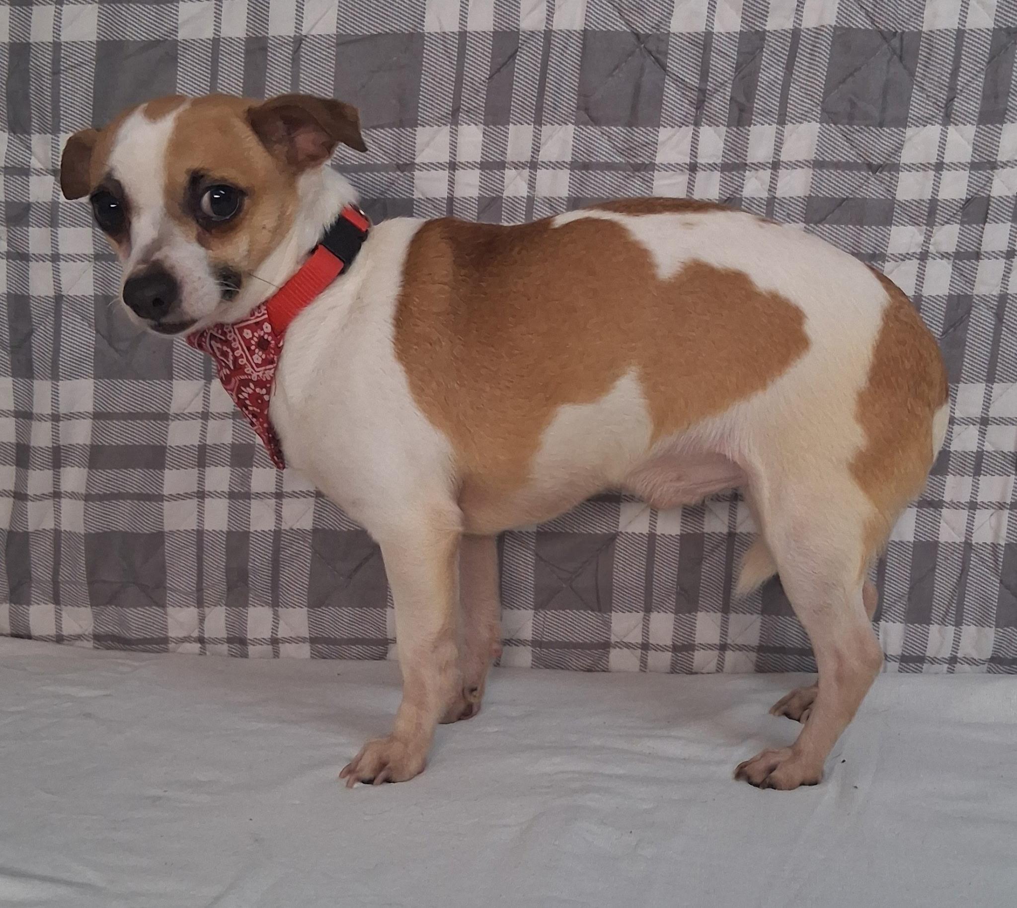 Enlarge Bobo , an adopted mixed breed in Medfield, MA image 5/6