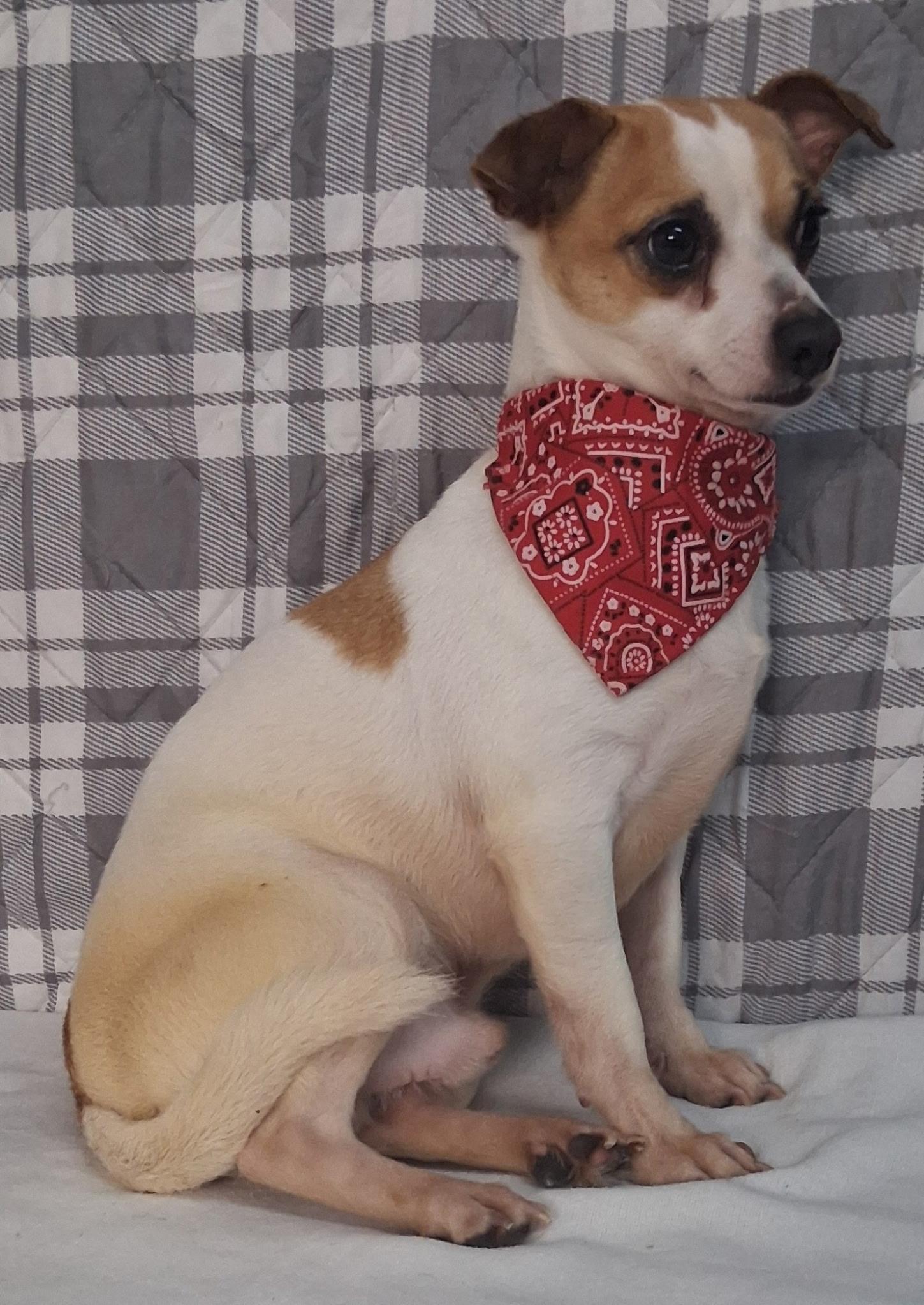 Enlarge Bobo , an adopted mixed breed in Medfield, MA image 4/6