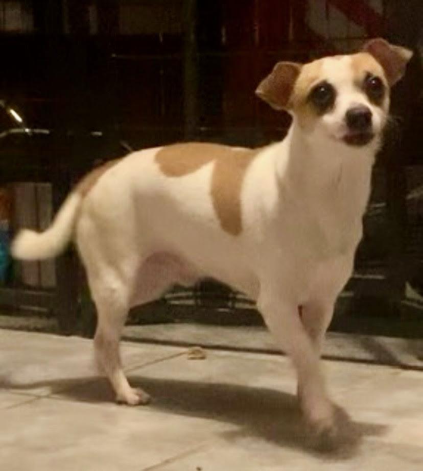 Enlarge Bobo , an adopted mixed breed in Medfield, MA image 3/6