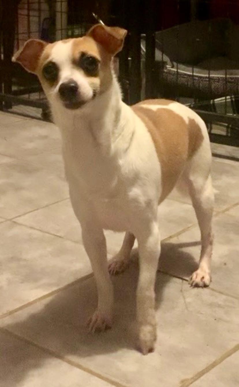 Bobo, ADOPTABLE, Adult Male Chihuahua & Terrier.