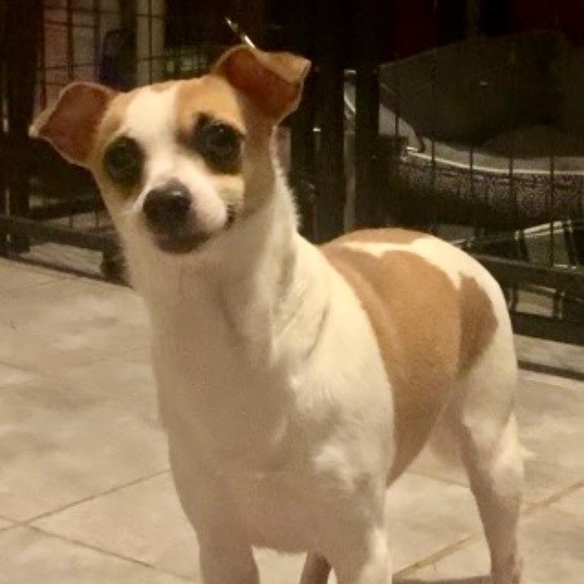 Enlarge Bobo , an adopted mixed breed in Medfield, MA image 1/6