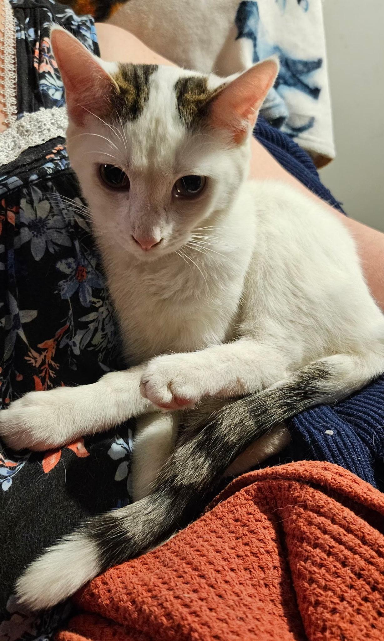 Alan, Adoptable, Kitten Male Domestic Short Hair.