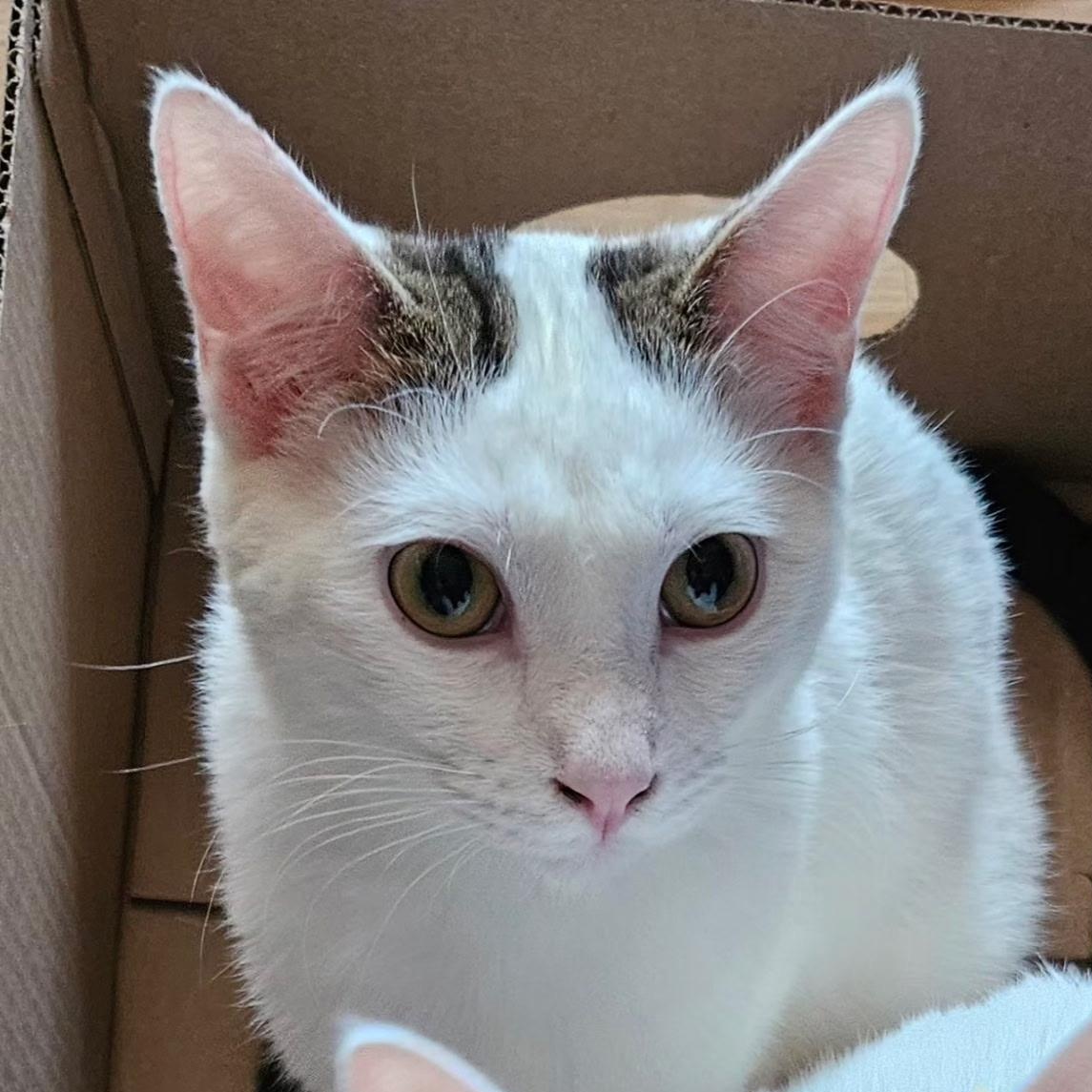 Enlarge Alan, a Adoptable Domestic Short Hair in Kirklin, IN image 4/4