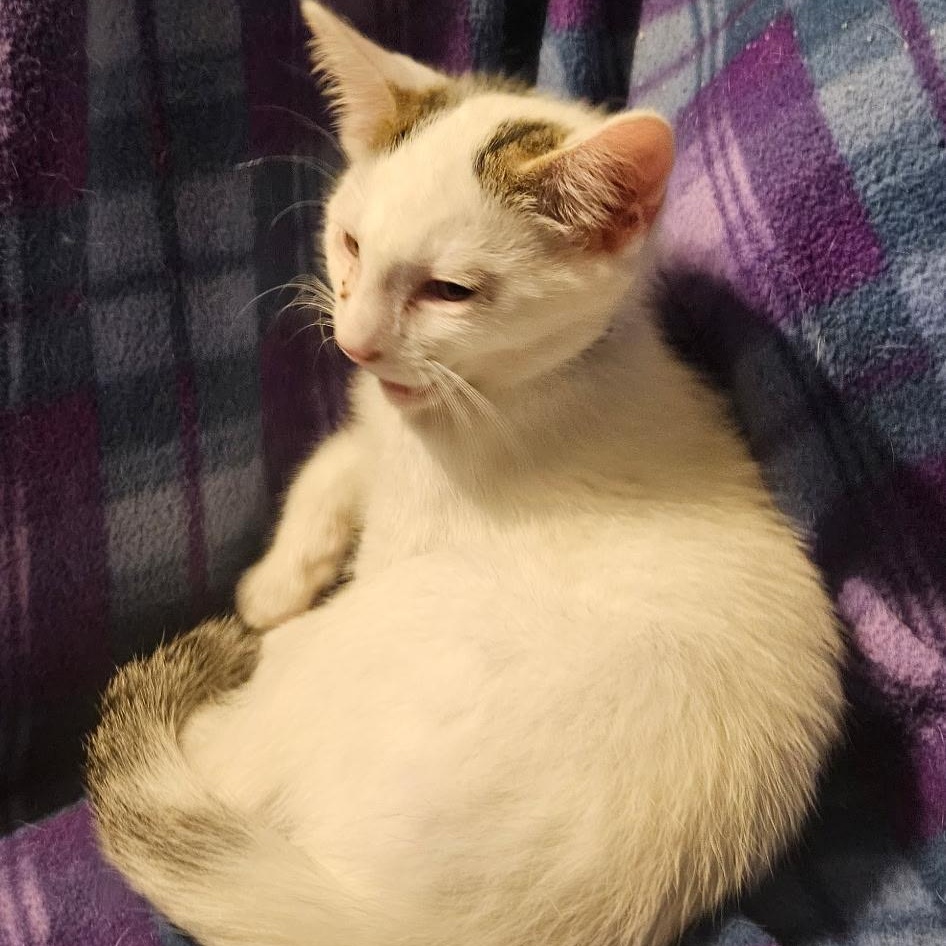 Enlarge Alan, a Adoptable Domestic Short Hair in Kirklin, IN image 3/3