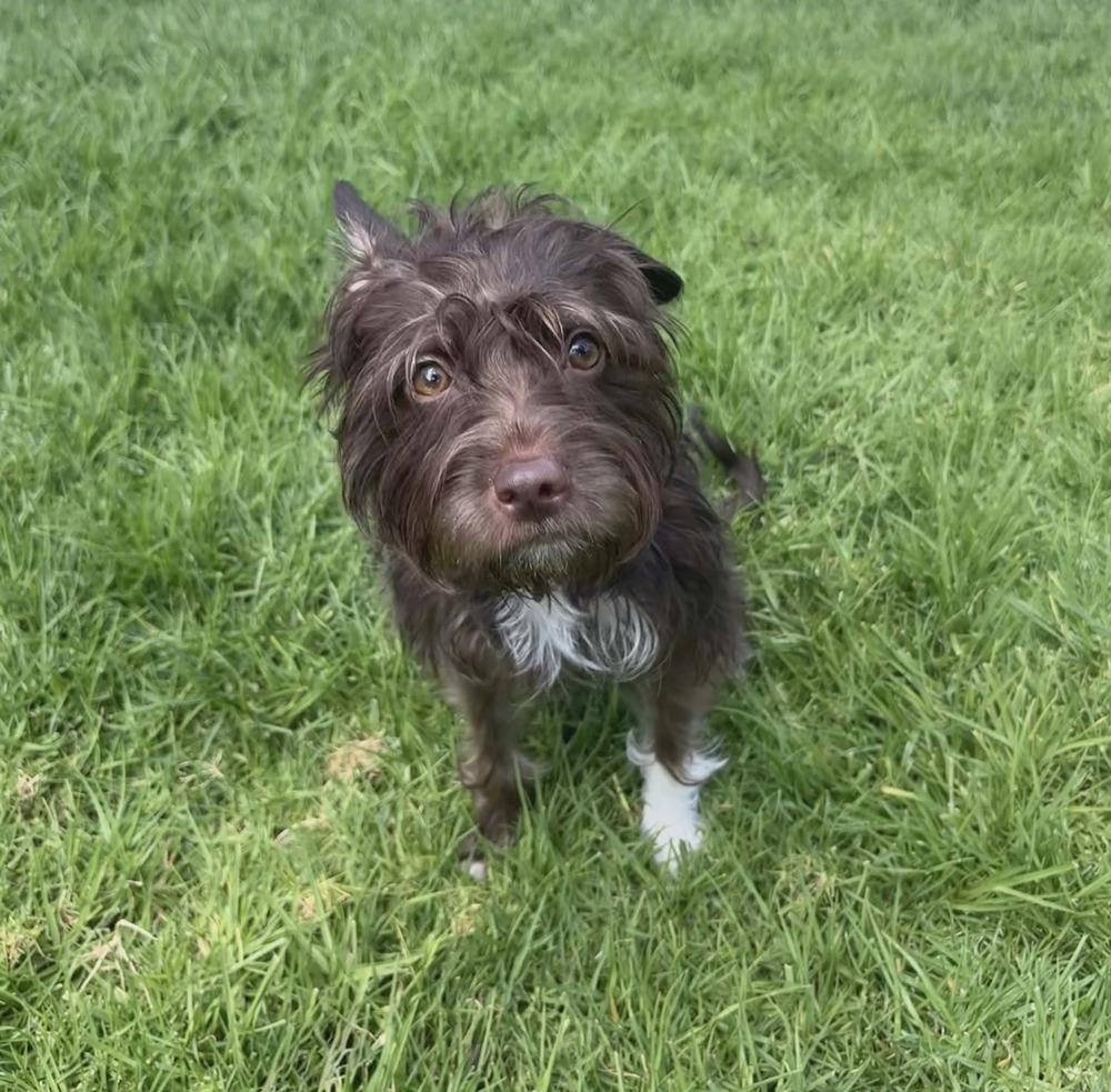 Mokah, Adoptable, Young Female Cockapoo & Terrier.