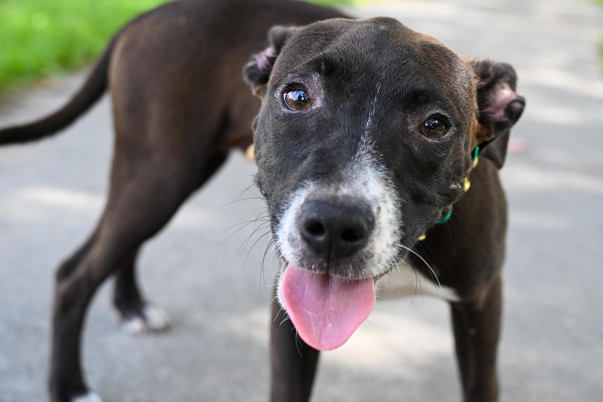 Etta James, adopted, Puppy Female American Staffordshire Terrier.