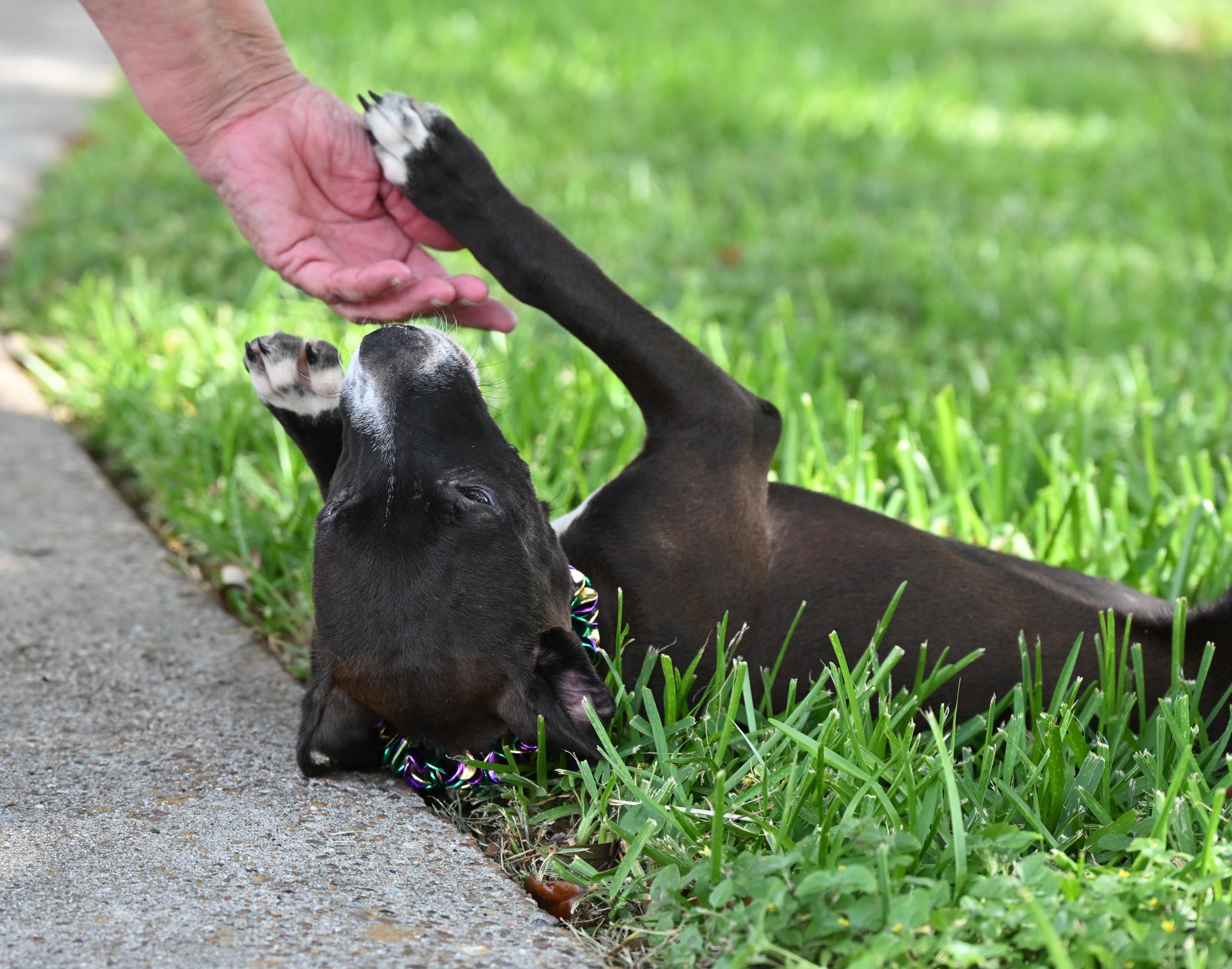 Enlarge Etta James, an adopted mixed breed in West Orange, TX image 3/5