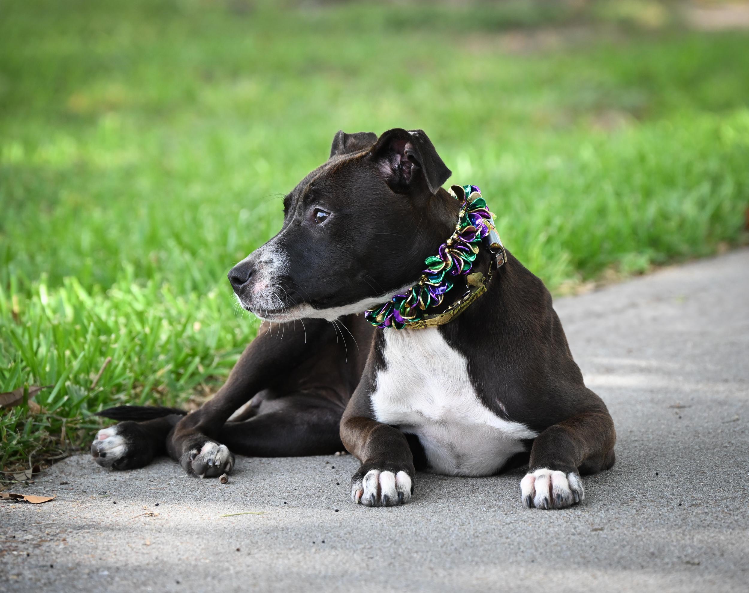 Enlarge Etta James, an adopted mixed breed in West Orange, TX image 4/5
