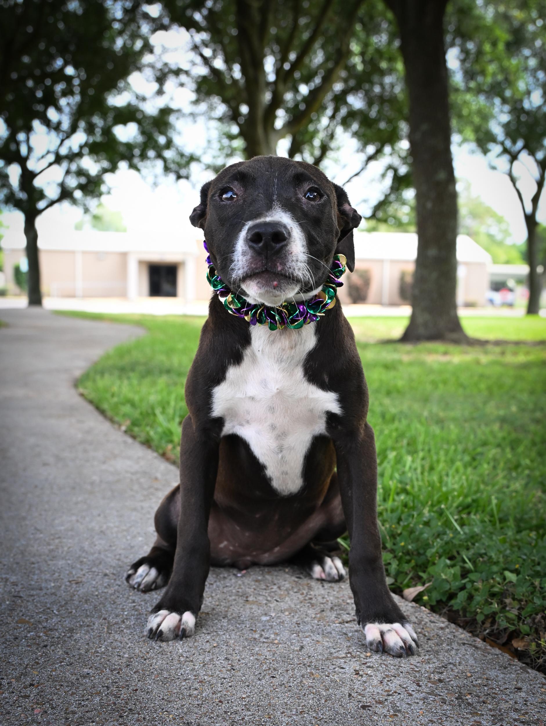 Enlarge Etta James, an adopted mixed breed in West Orange, TX image 5/5