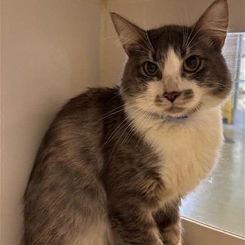 Enlarge Benny, a Adoptable Domestic Medium Hair in Las Vegas, NV image 1/2