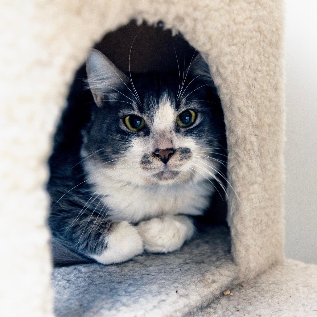 Enlarge Benny, a Adoptable Domestic Medium Hair in Las Vegas, NV image 2/2