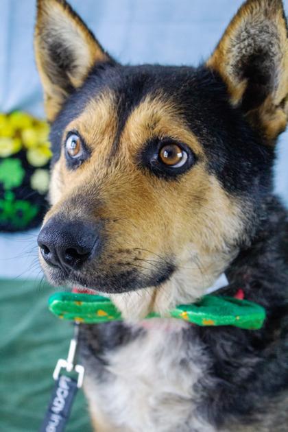 Pedro — thumbnail 2